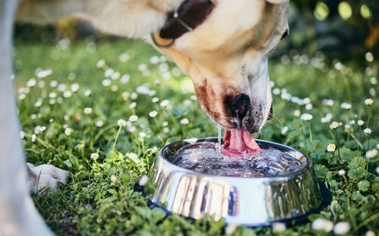 Top tips for keeping your pet hydrated