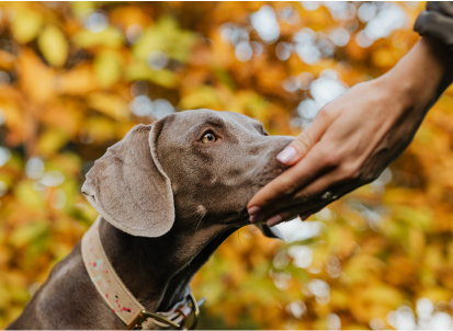 How to teach your dog not to bark at strangers