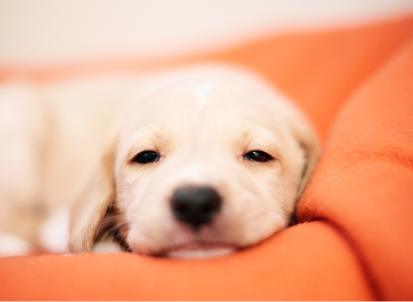 What you should think about before getting a puppy