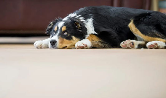 Can CBD Oil Help a Dog With Stress?