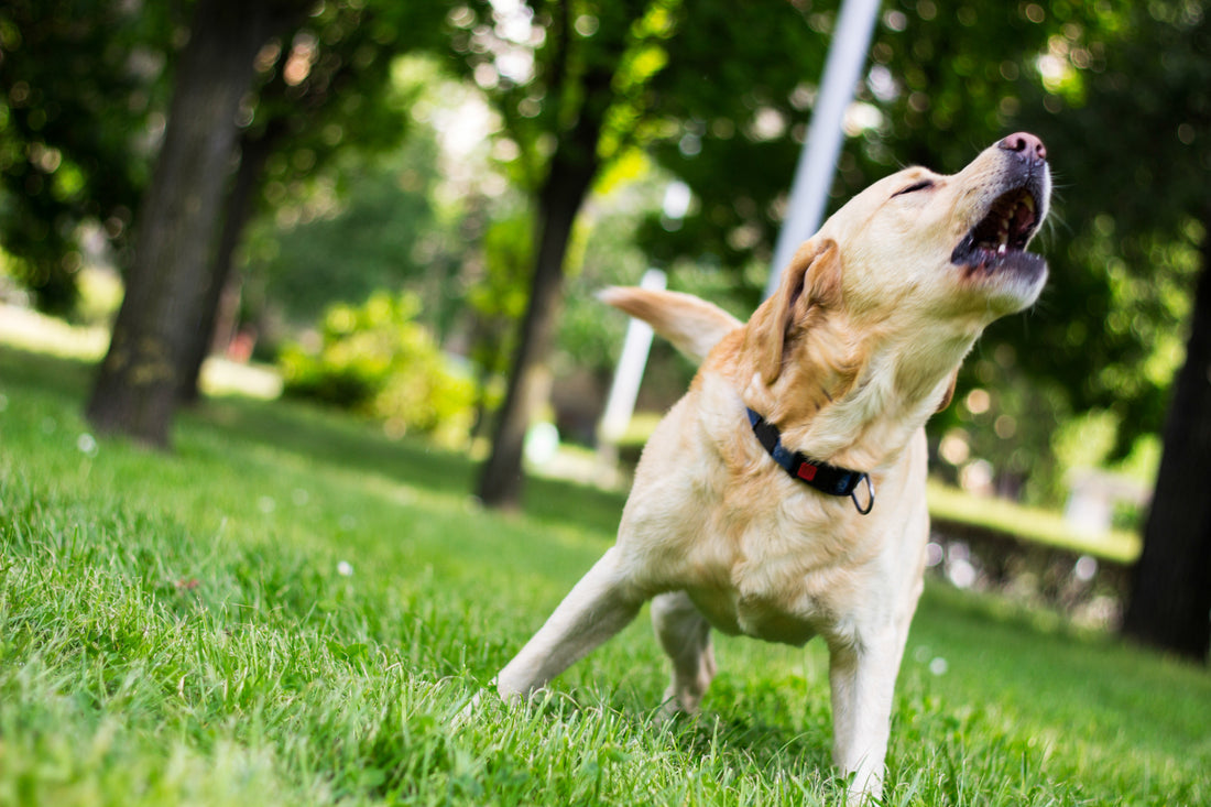 How to teach your dog to not bark at strangers