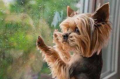 How to keep your dog happy in the rain!