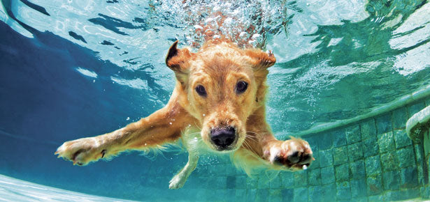 Teaching your dog how to swim