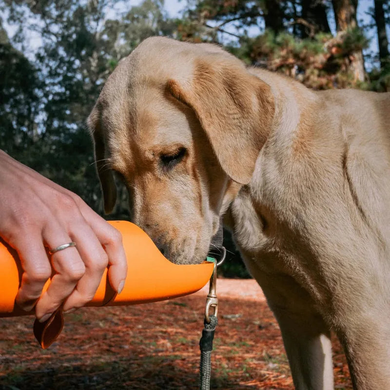 The Walkbuddy®