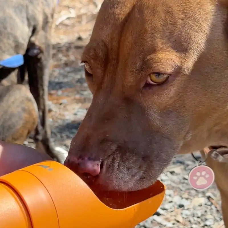 Keeps your pets healthy & safe.