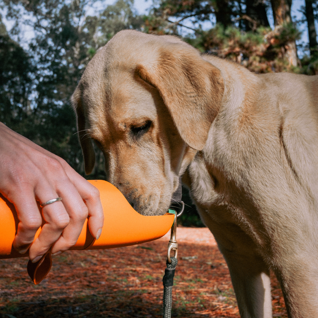 The Walkbuddy®